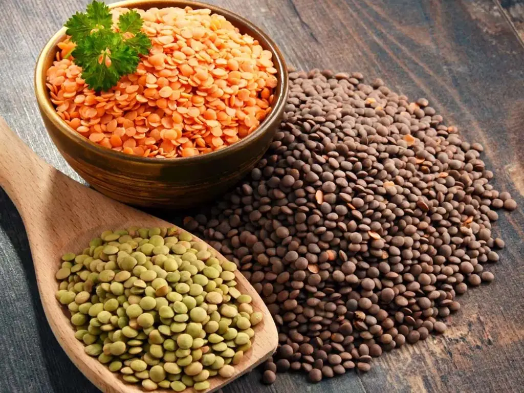 nutrition des lentilles