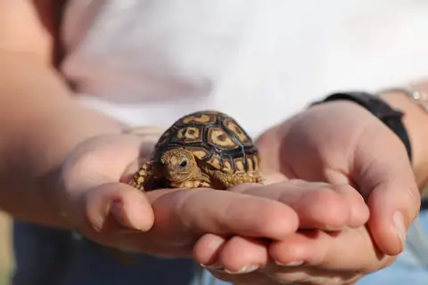 12 animaux aussi petits que adorables