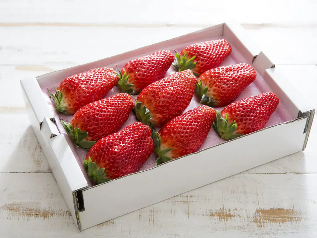 fraises reines Sembikiya
