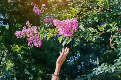 Ces arbres fleuris méconnus qui donneront du caractère à votre jardin
